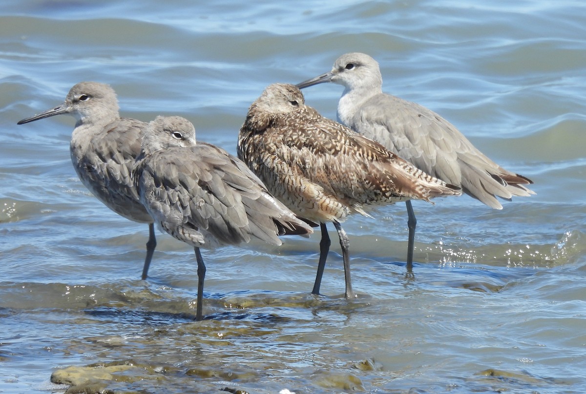 Willet - ML641189048
