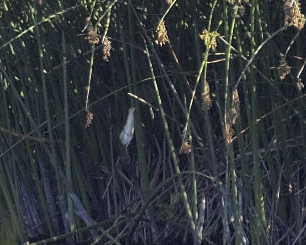 Least Bittern - ML641189049