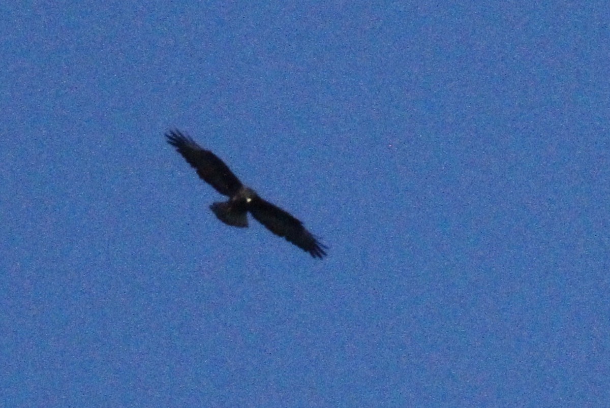 Galapagos Hawk - ML641189051