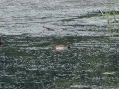 Ногоохон нугас - ML641189064