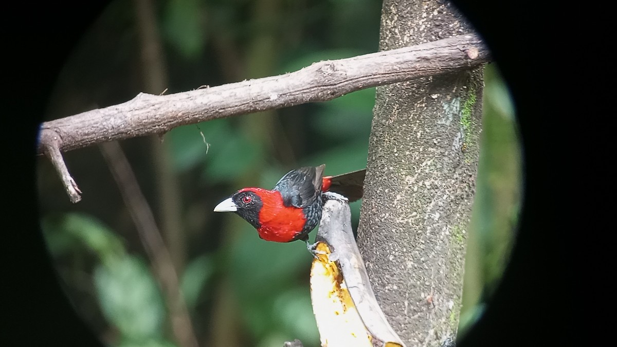 Crimson-collared Tanager - ML641189076
