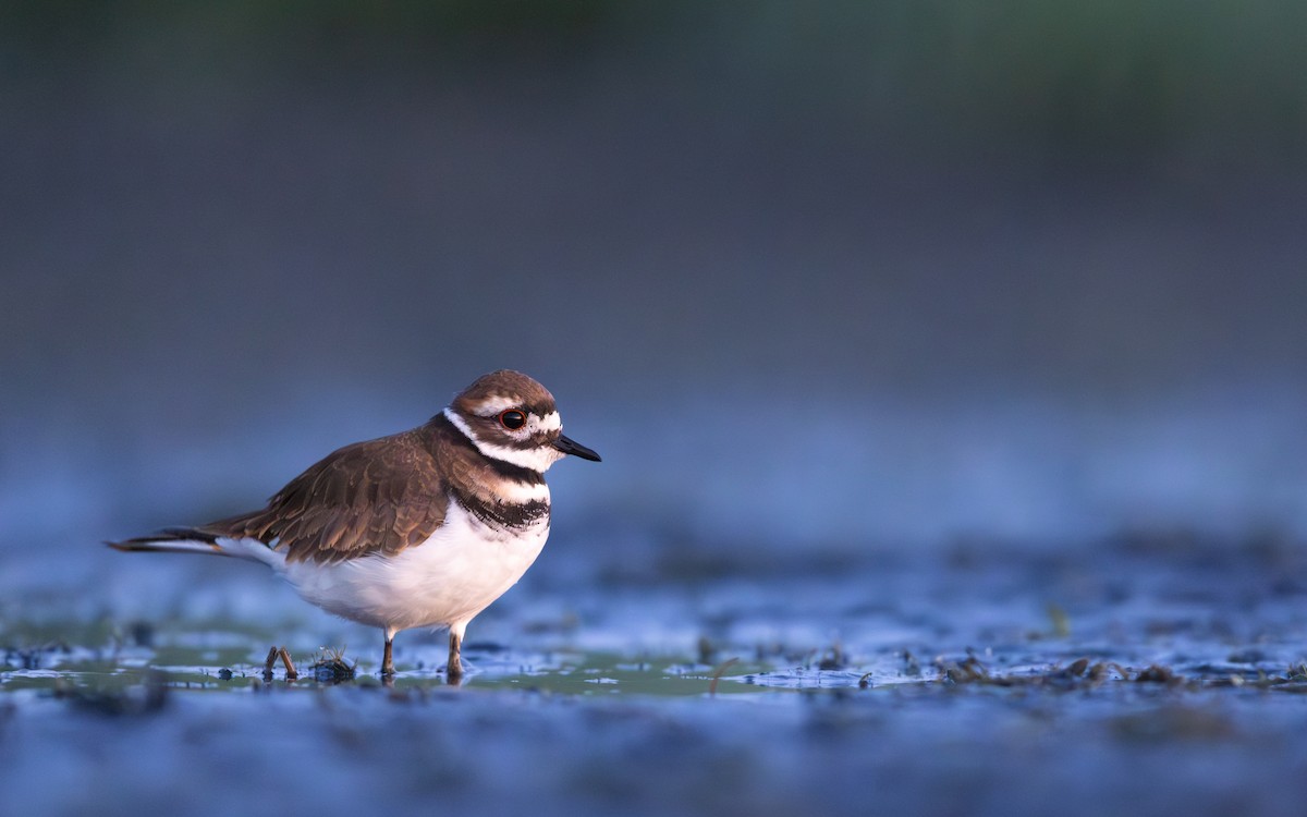 Killdeer - ML641189116