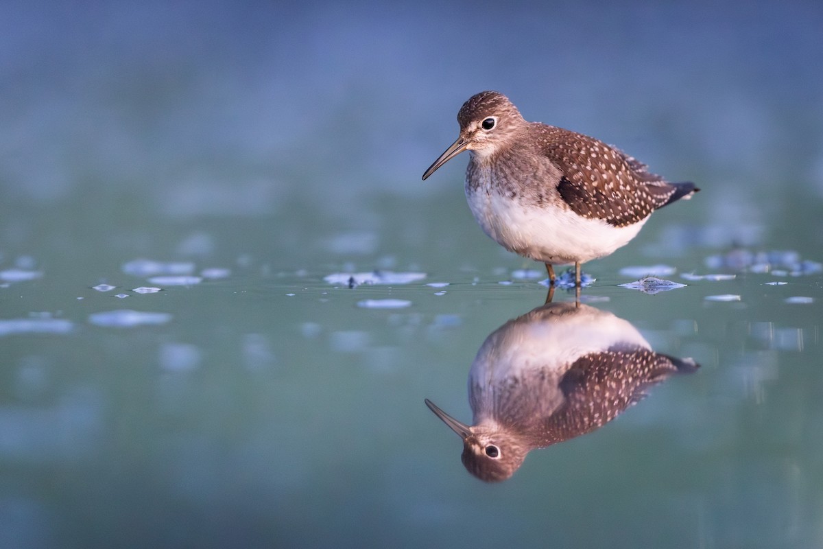Solitary Sandpiper - ML641189122