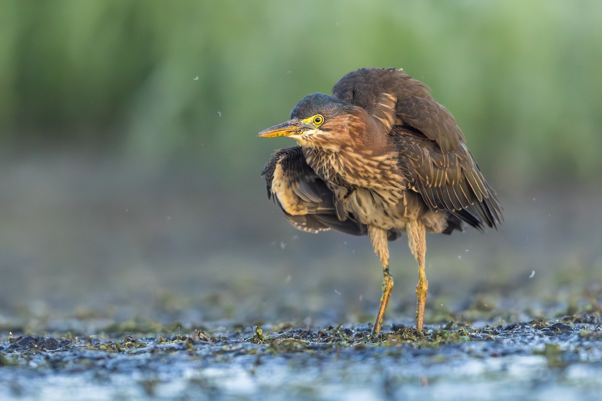 Green Heron - ML641189143