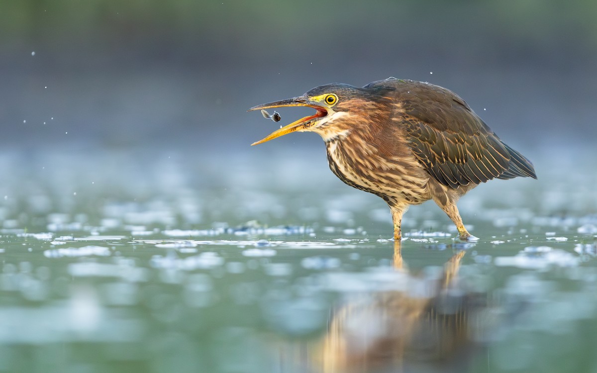 Green Heron - ML641189144