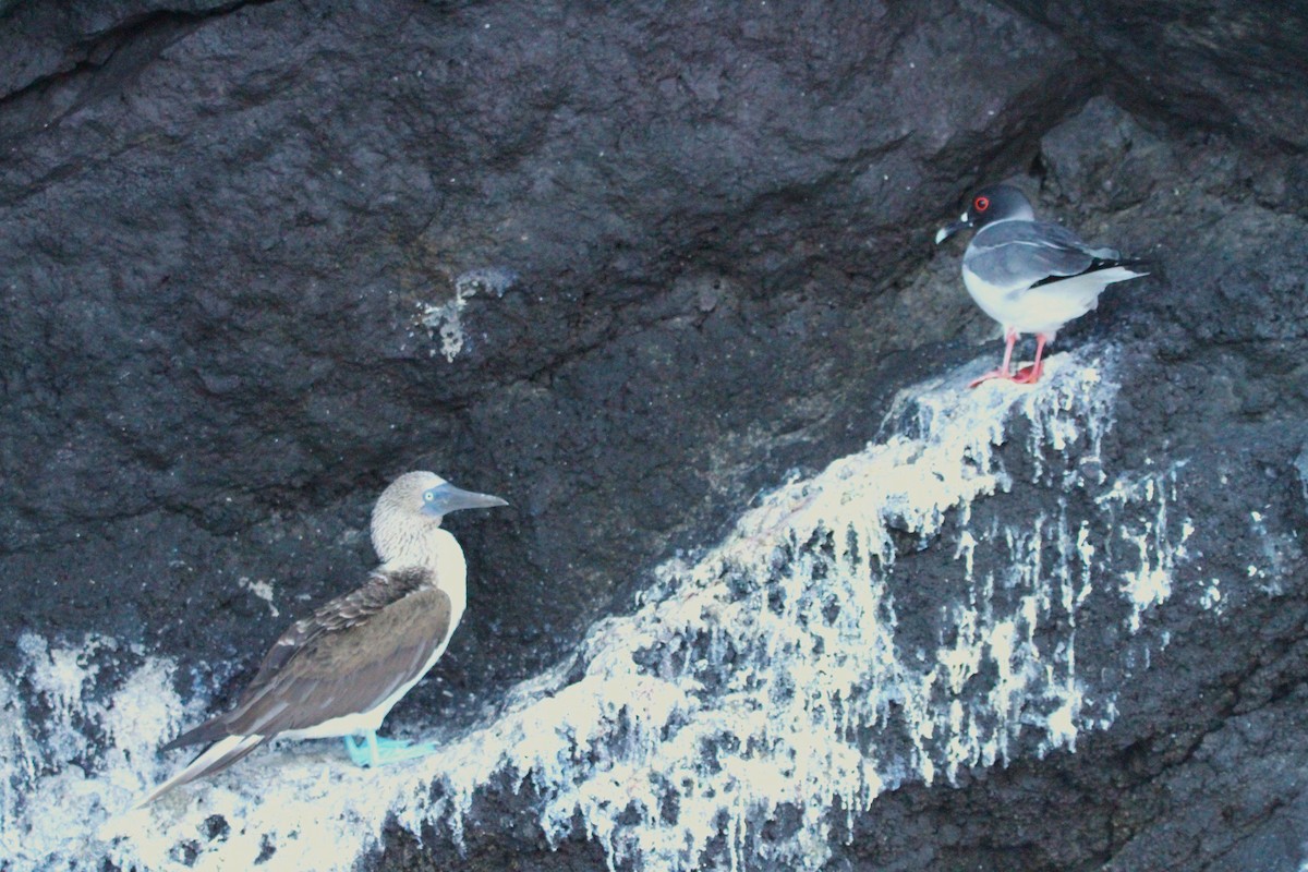 Swallow-tailed Gull - ML641189176