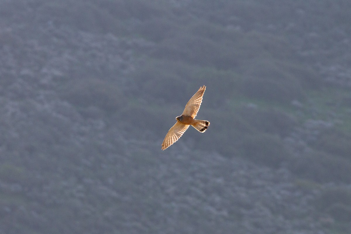 Rock Kestrel - ML641189179