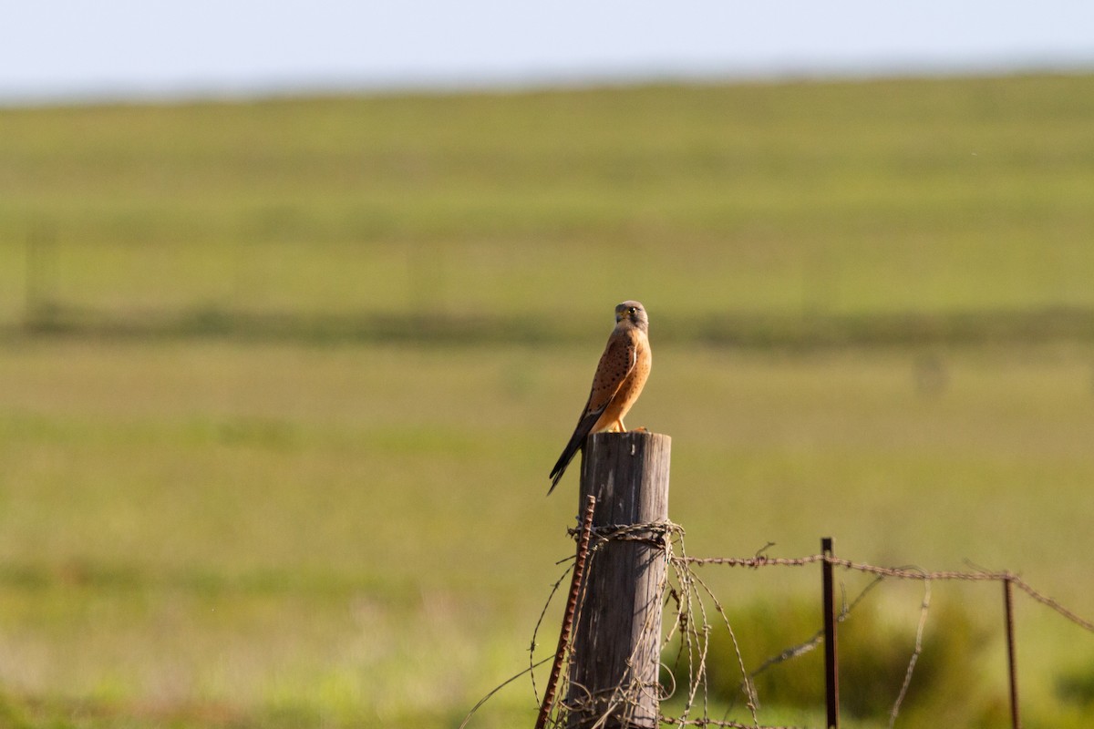 Rock Kestrel - ML641189180