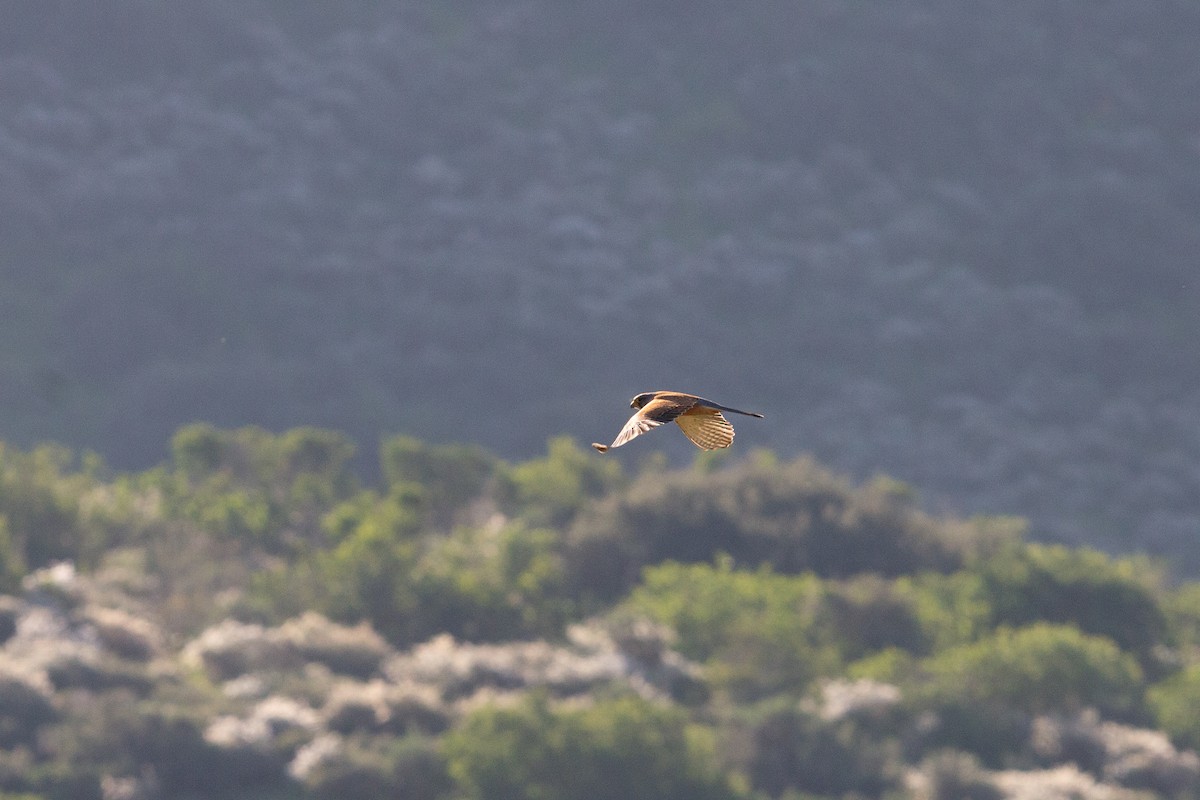 Rock Kestrel - ML641189181