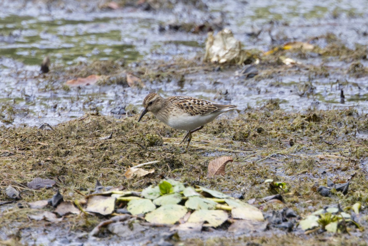Least Sandpiper - ML641189218