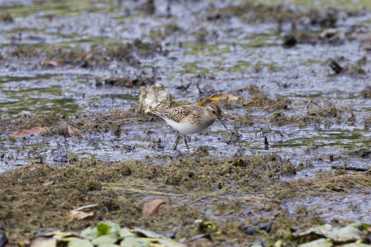 Least Sandpiper - ML641189219