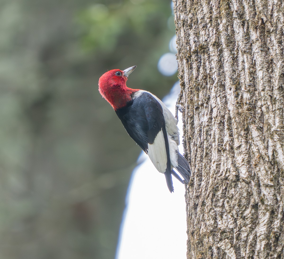 Red-headed Woodpecker - ML641189232