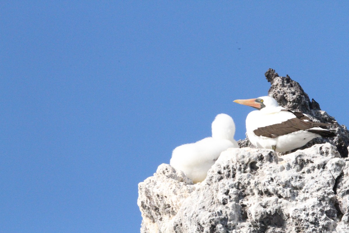 Nazca Booby - ML641189233