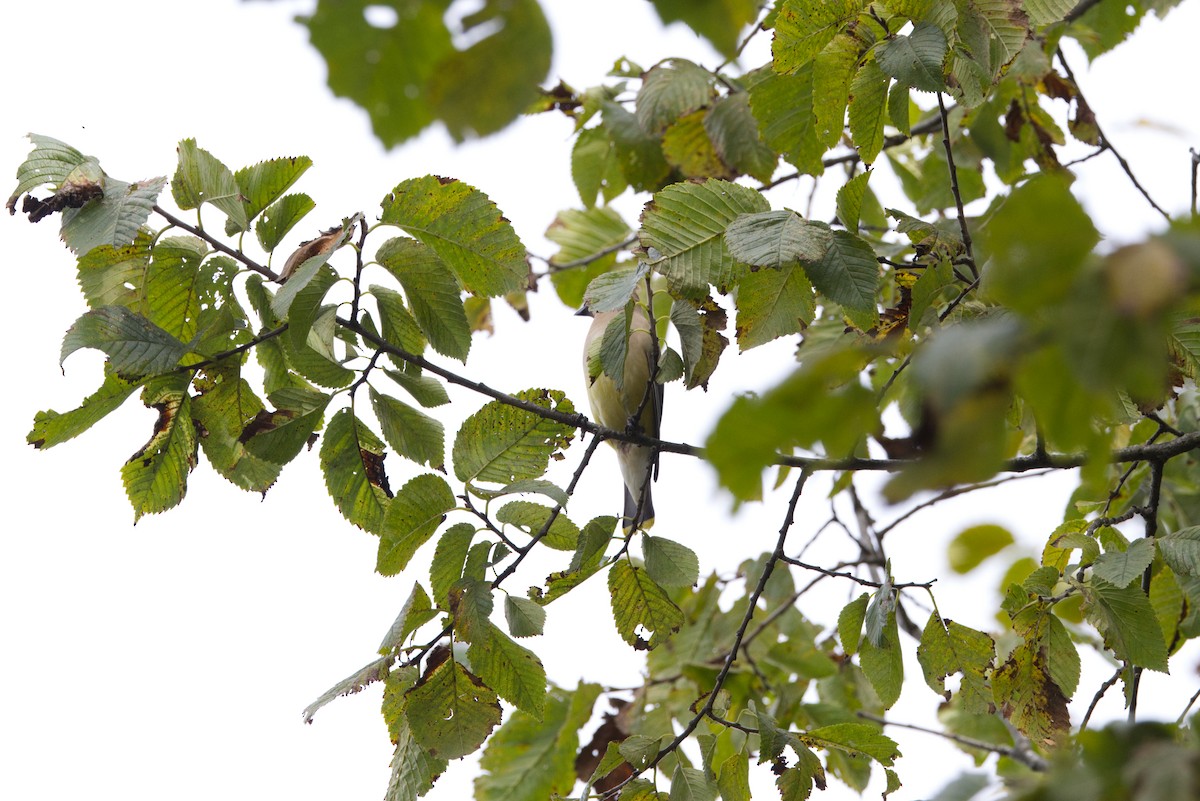 Cedar Waxwing - ML641189241
