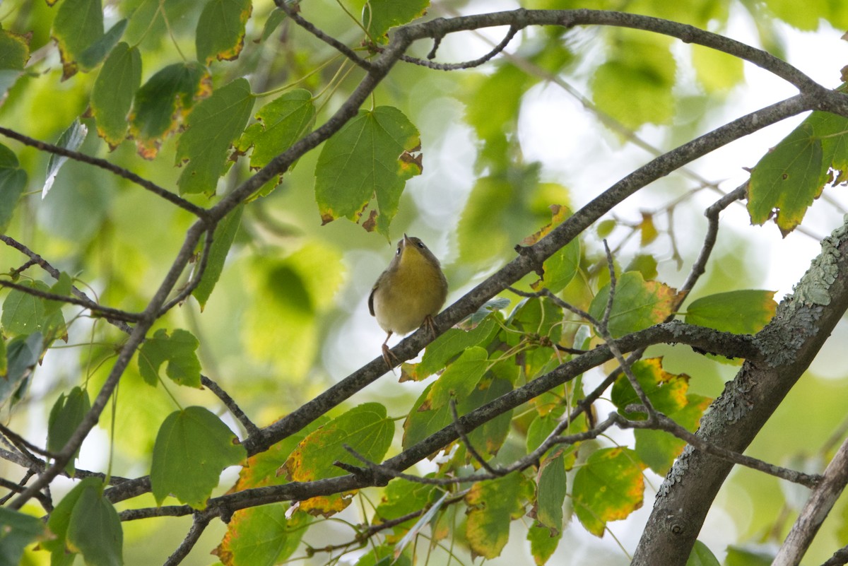 Common Yellowthroat - ML641189257