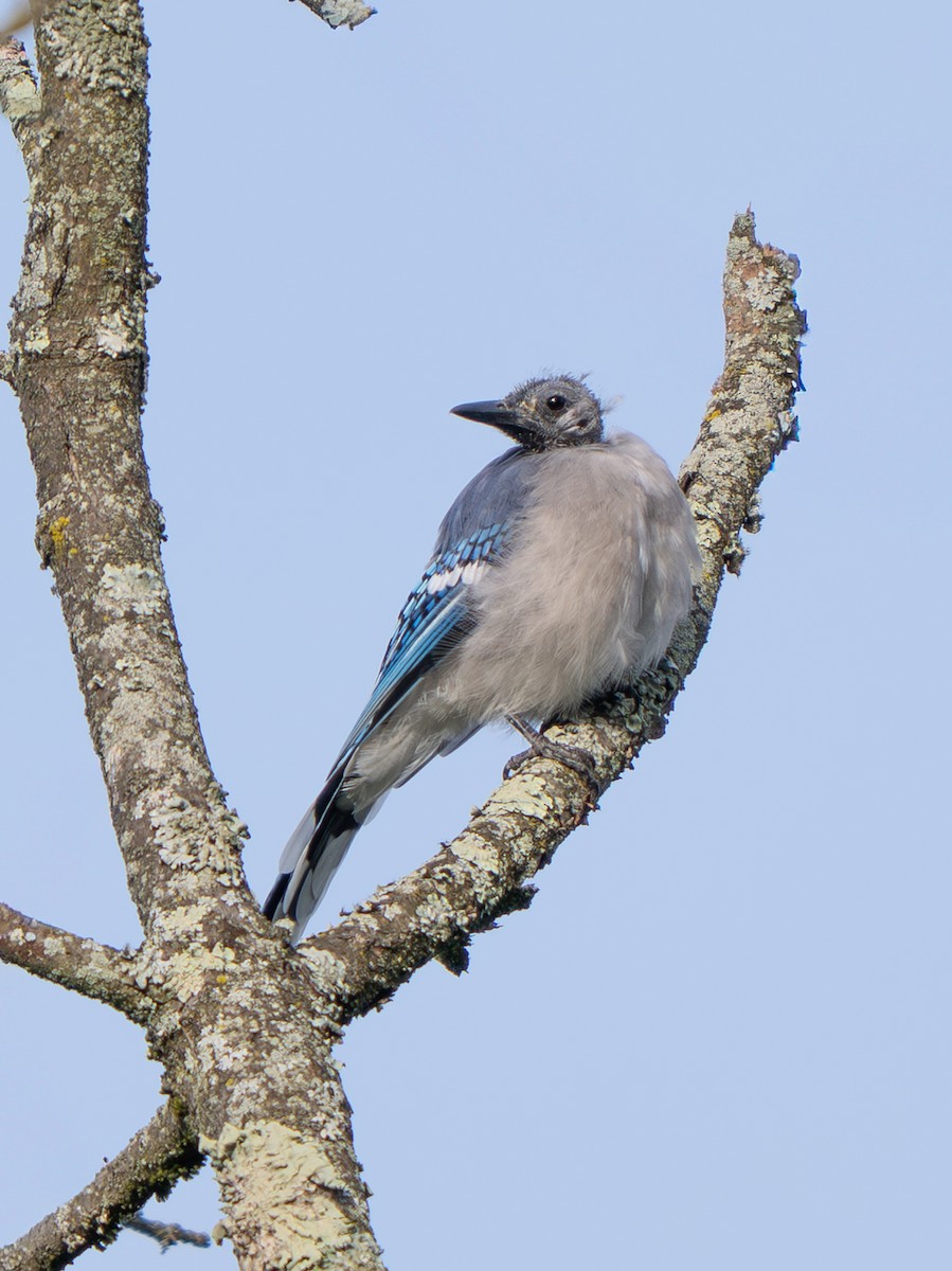 Blue Jay - ML641189267