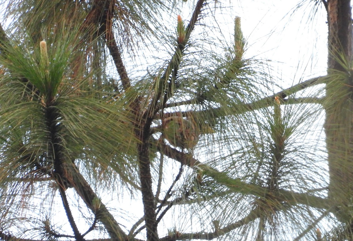 Great Barbet - ML641189323