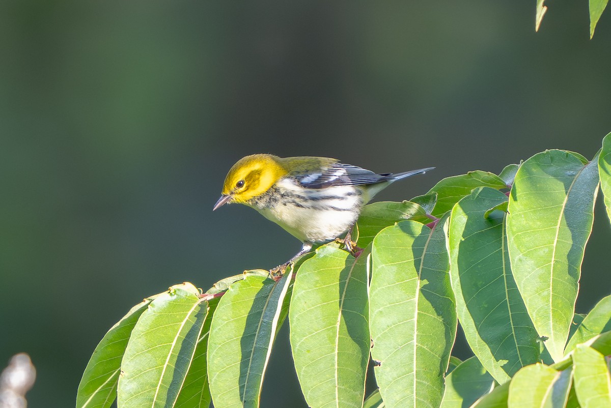Black-throated Green Warbler - ML641189332