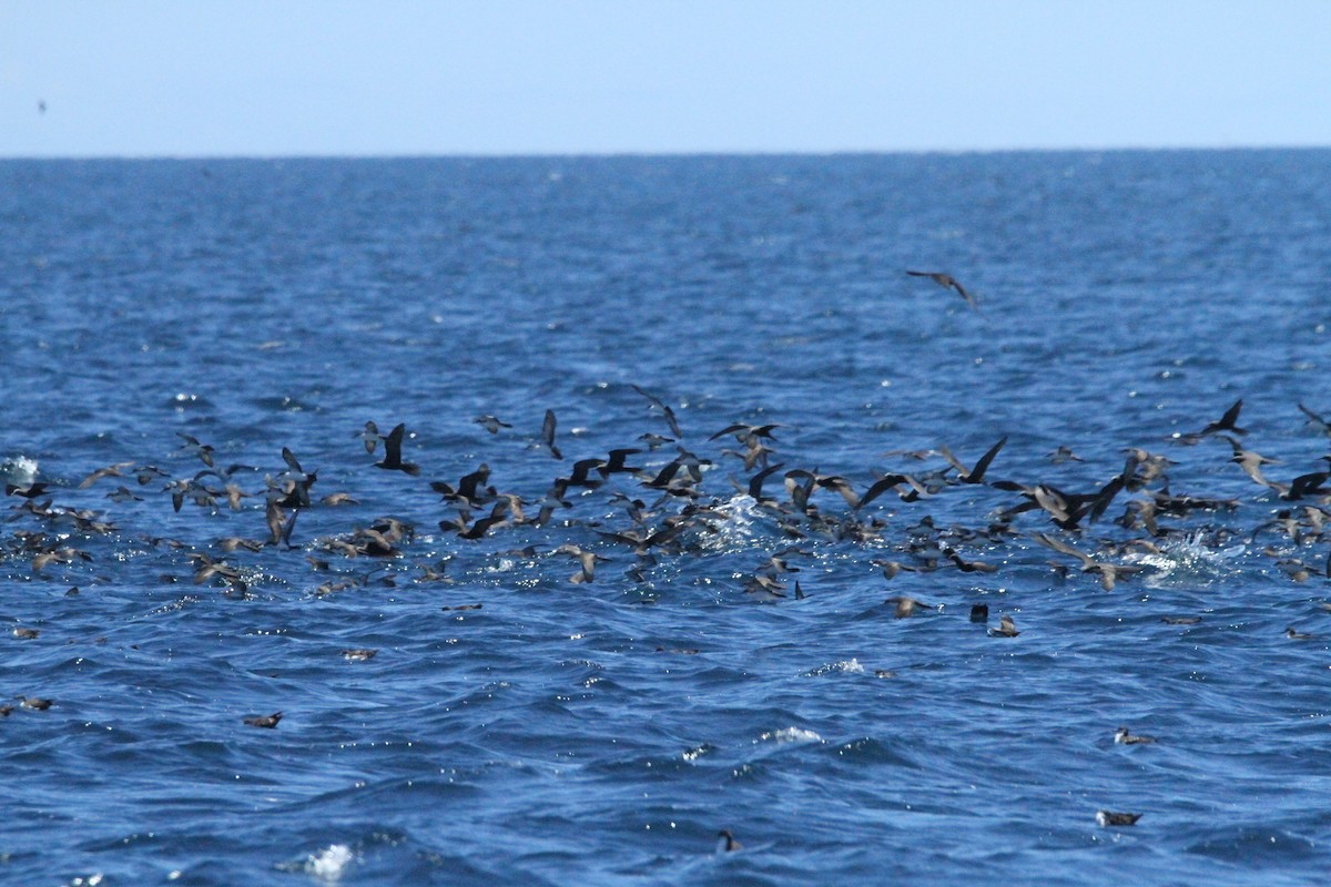 Galapagos Yelkovanı - ML641189340