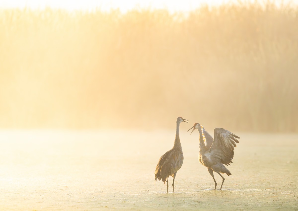 Sandhill Crane - ML641189378
