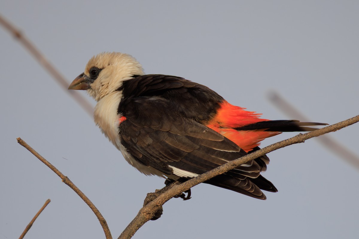 White-headed Buffalo-Weaver - ML641189380