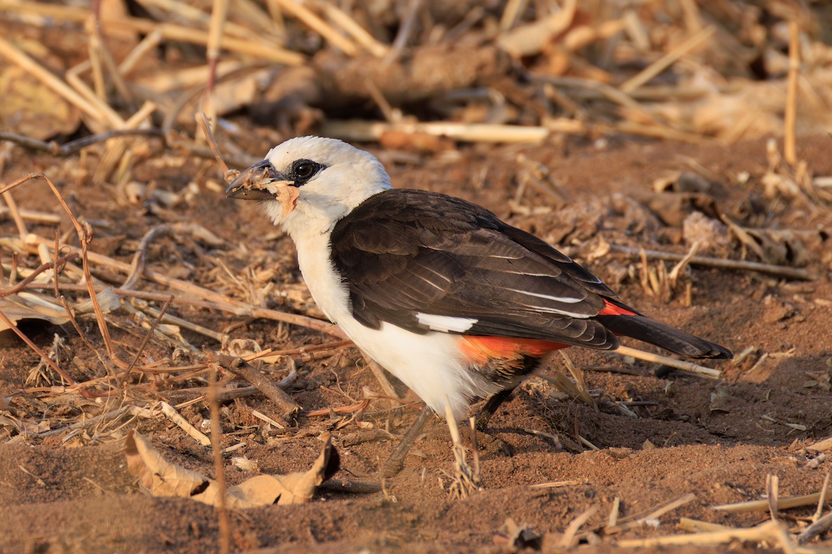 White-headed Buffalo-Weaver - ML641189381