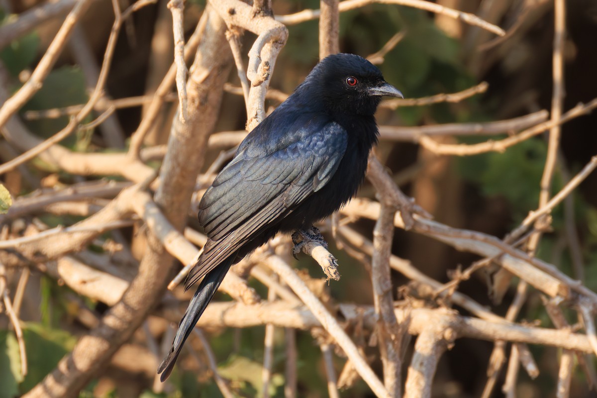 Fork-tailed Drongo - ML641189384