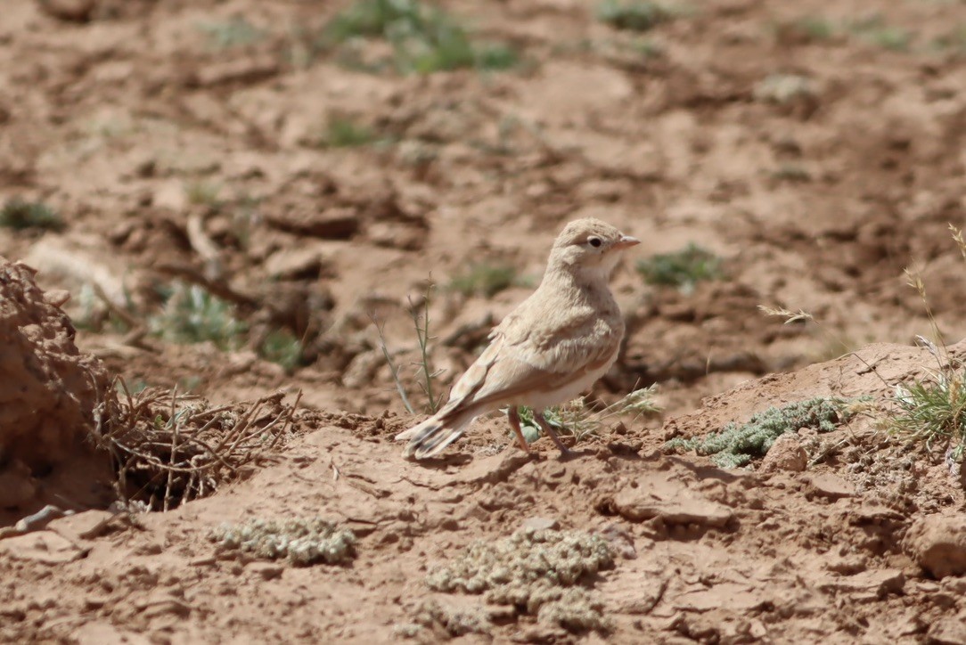 Bar-tailed Lark - ML641189396