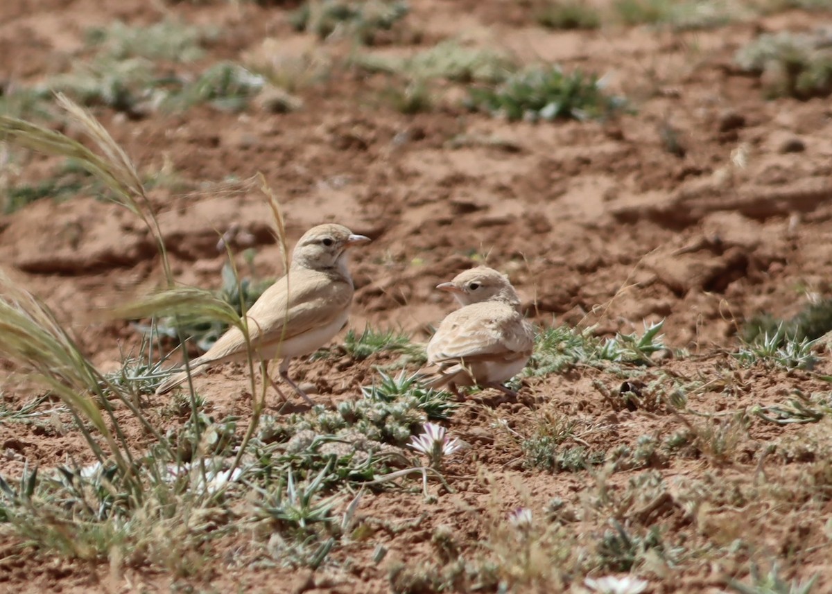 Bar-tailed Lark - ML641189397