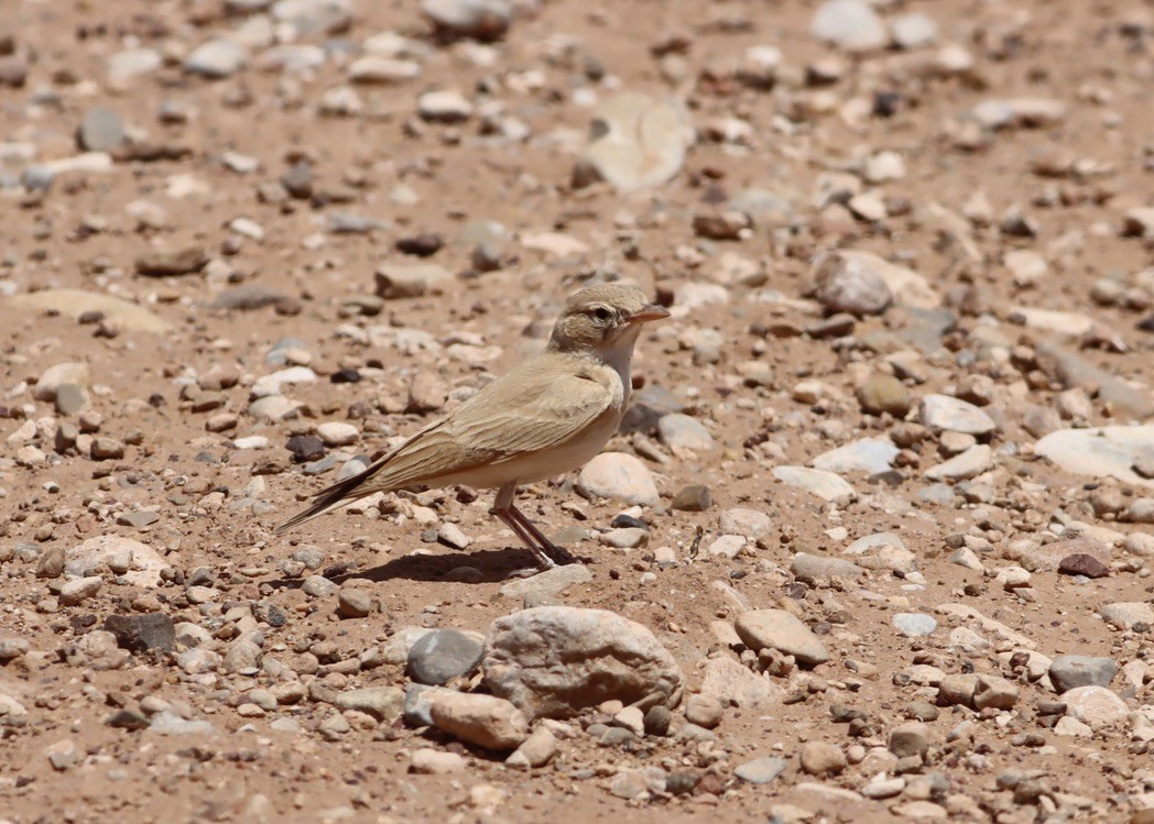 Bar-tailed Lark - ML641189473