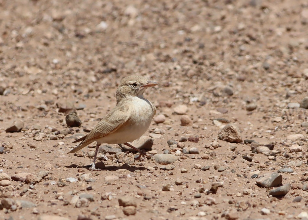 Bar-tailed Lark - ML641189474