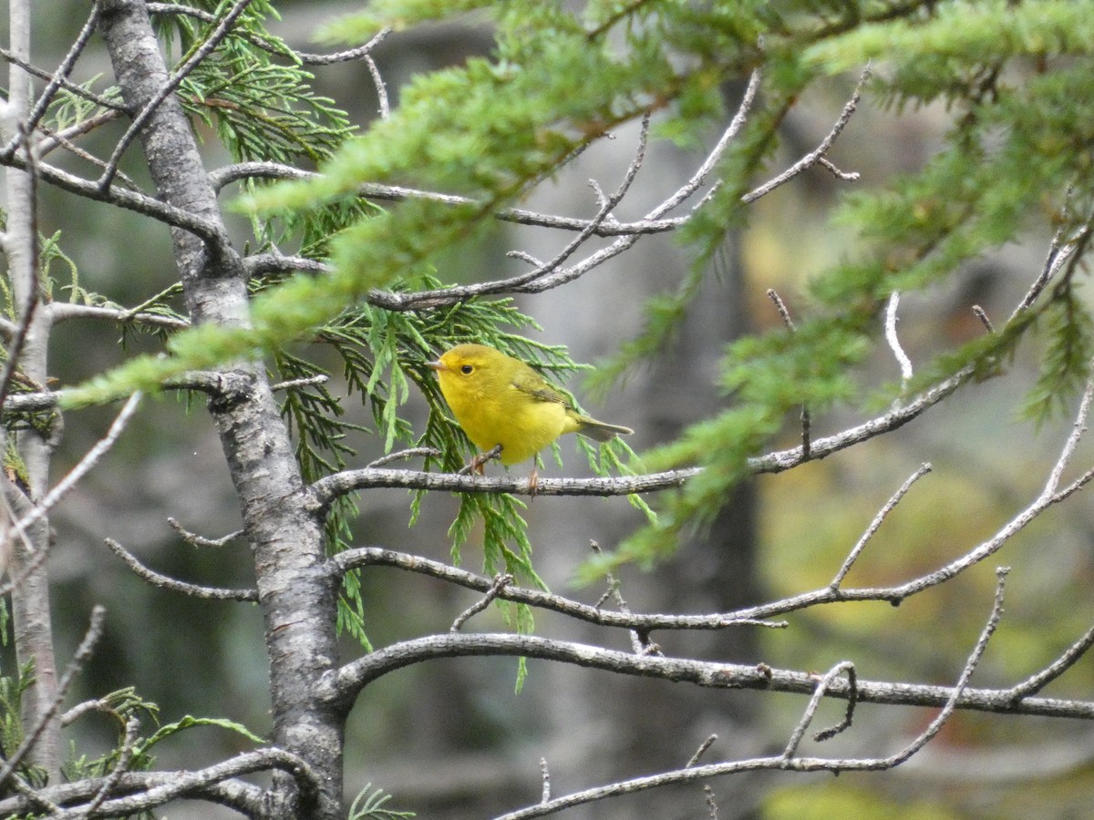 kalottparula - ML641189515