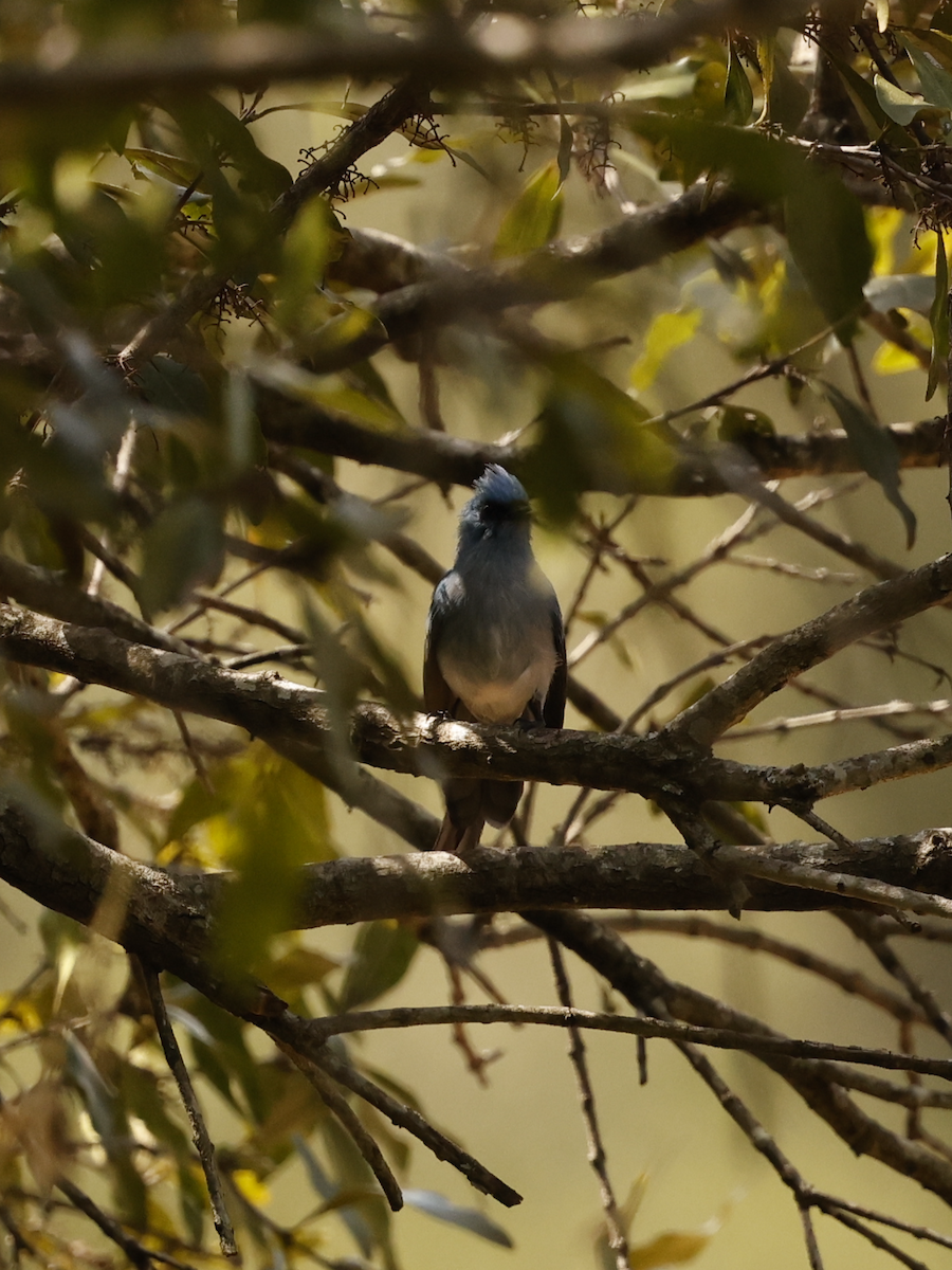 African Blue Flycatcher - ML641189535