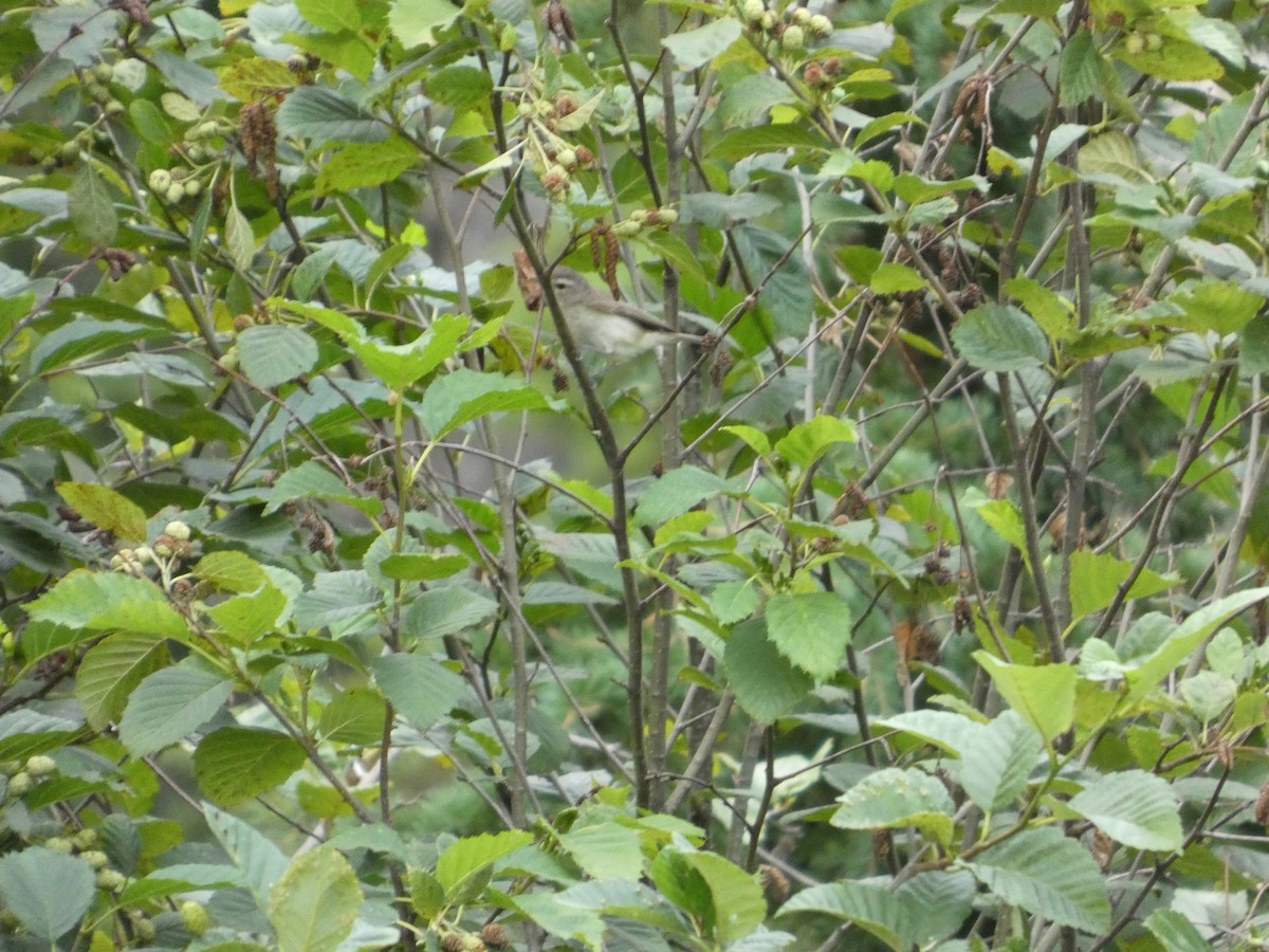 sangvireo - ML641189553
