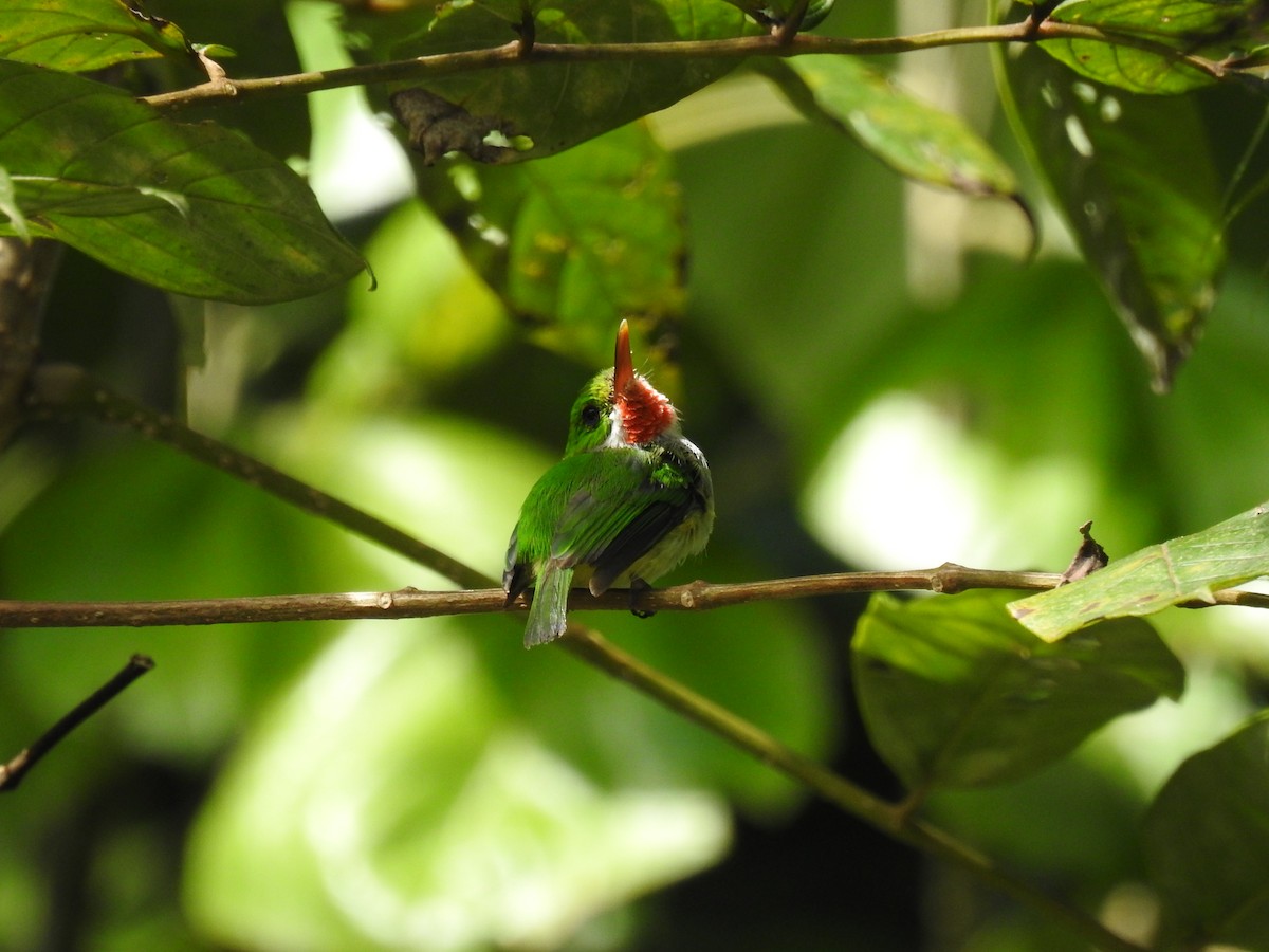 Puerto Rican Tody - ML641189562