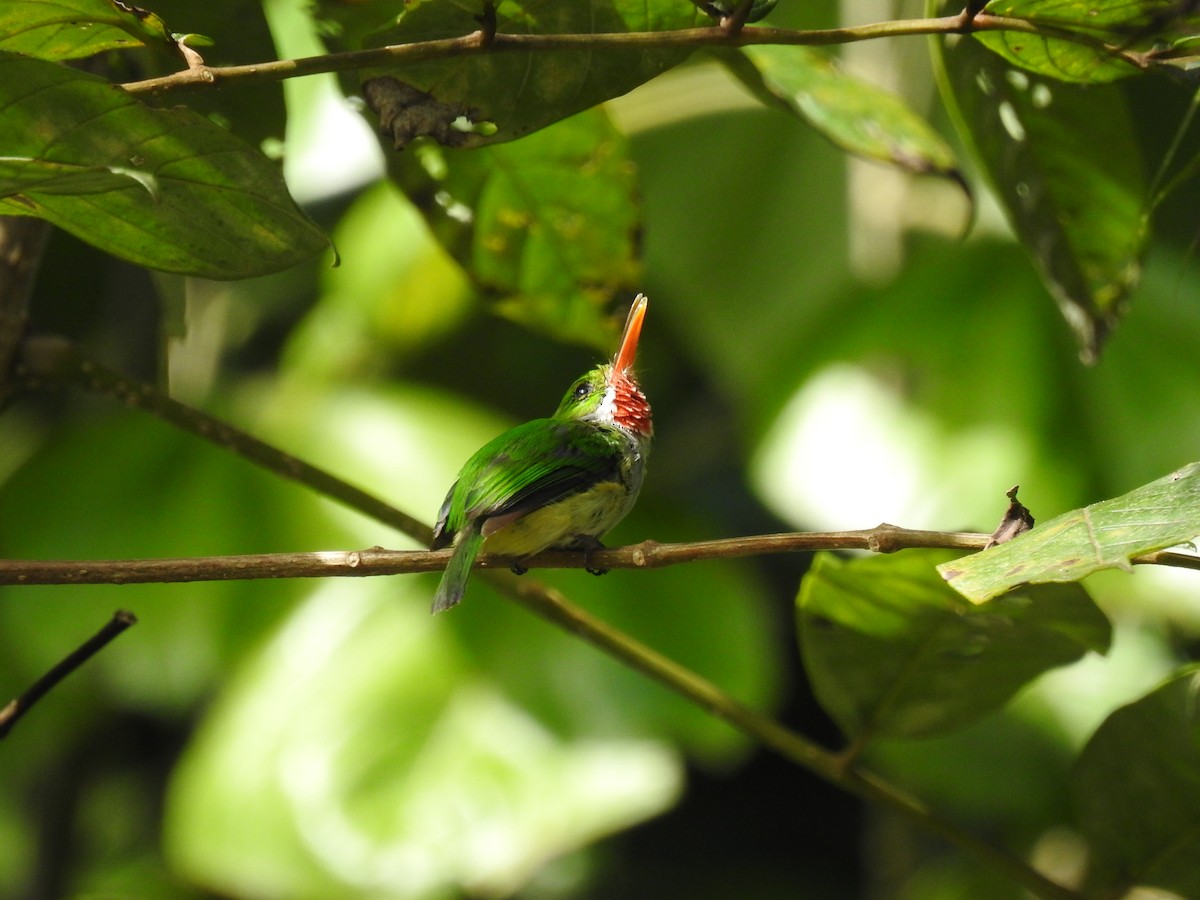 Puerto Rican Tody - ML641189563