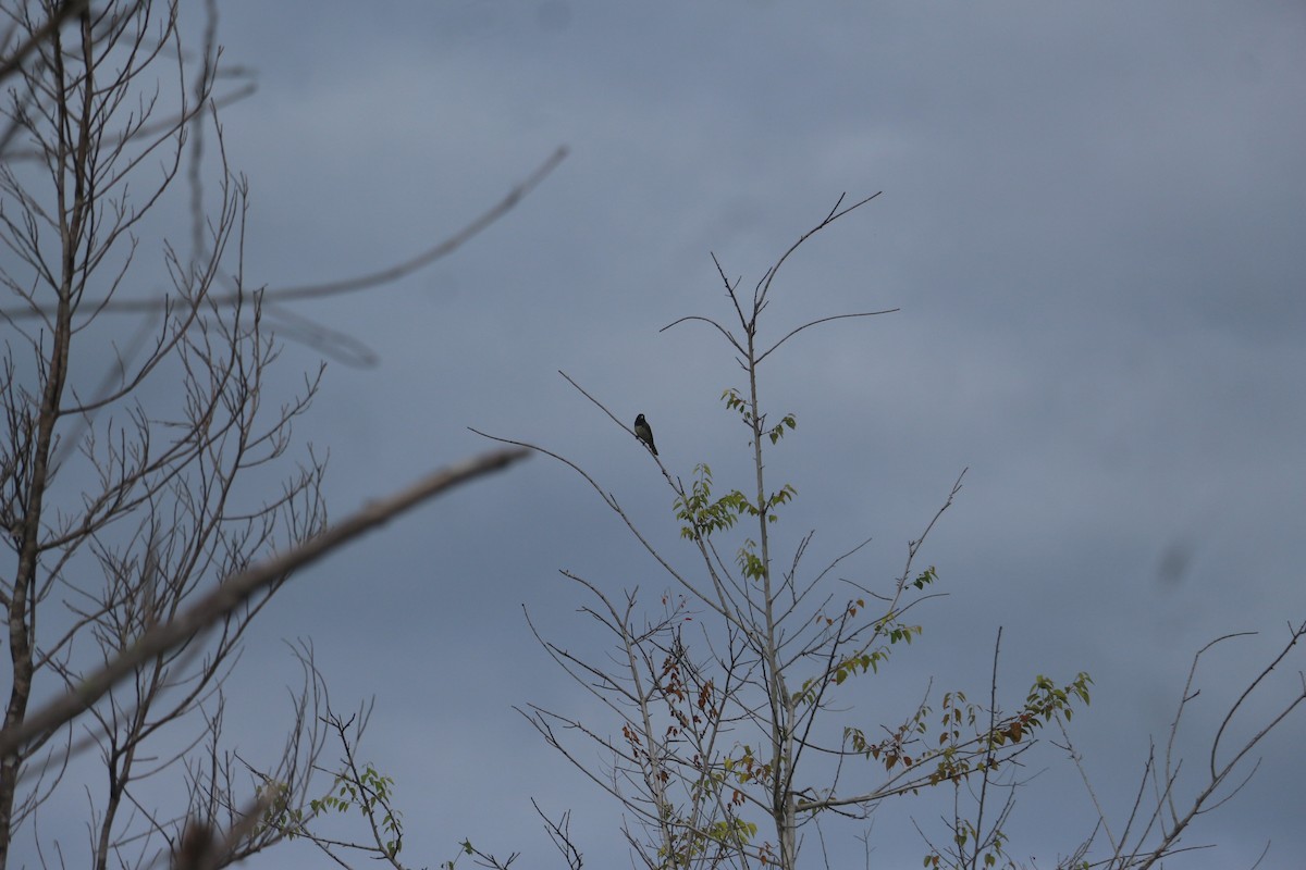 Yellow-bellied Seedeater - ML641189579