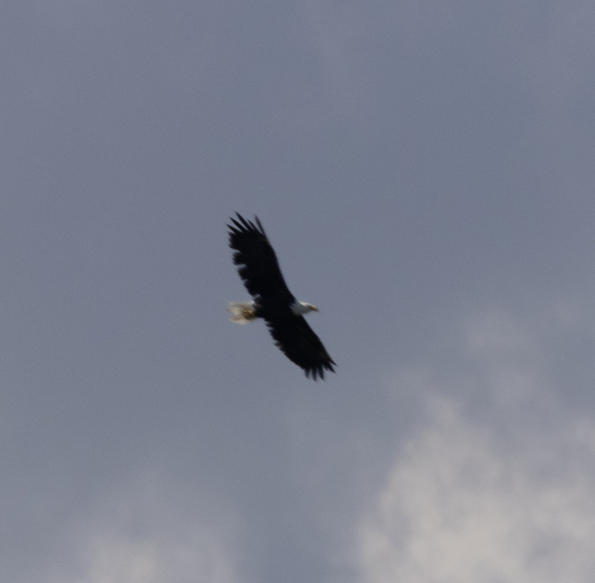 Bald Eagle - ML641189624