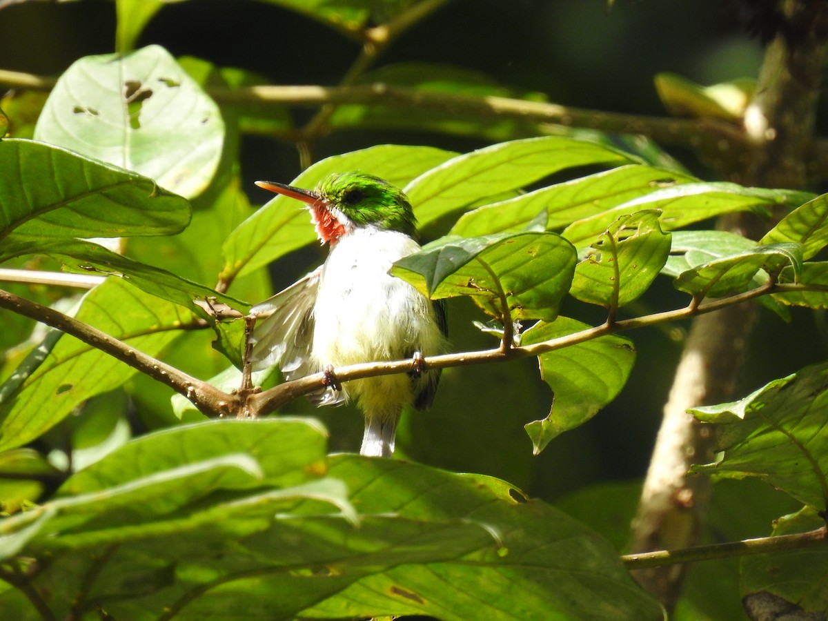 Puerto Rican Tody - ML641189634