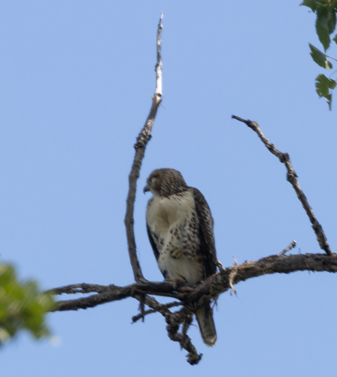 Red-tailed Hawk - ML641189645