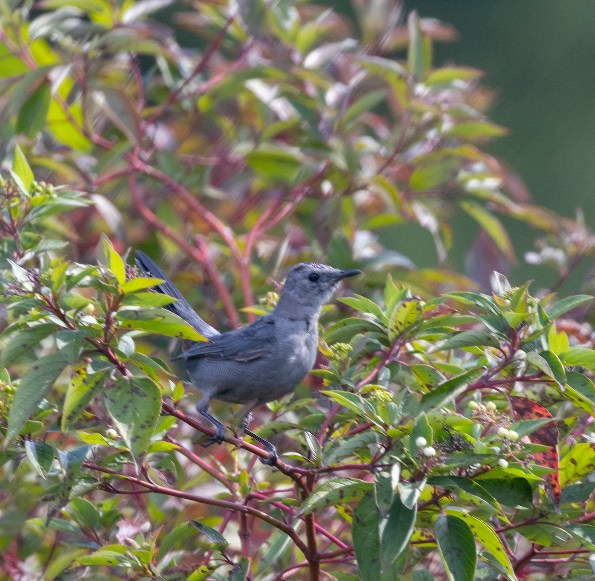 Gray Catbird - ML641189675