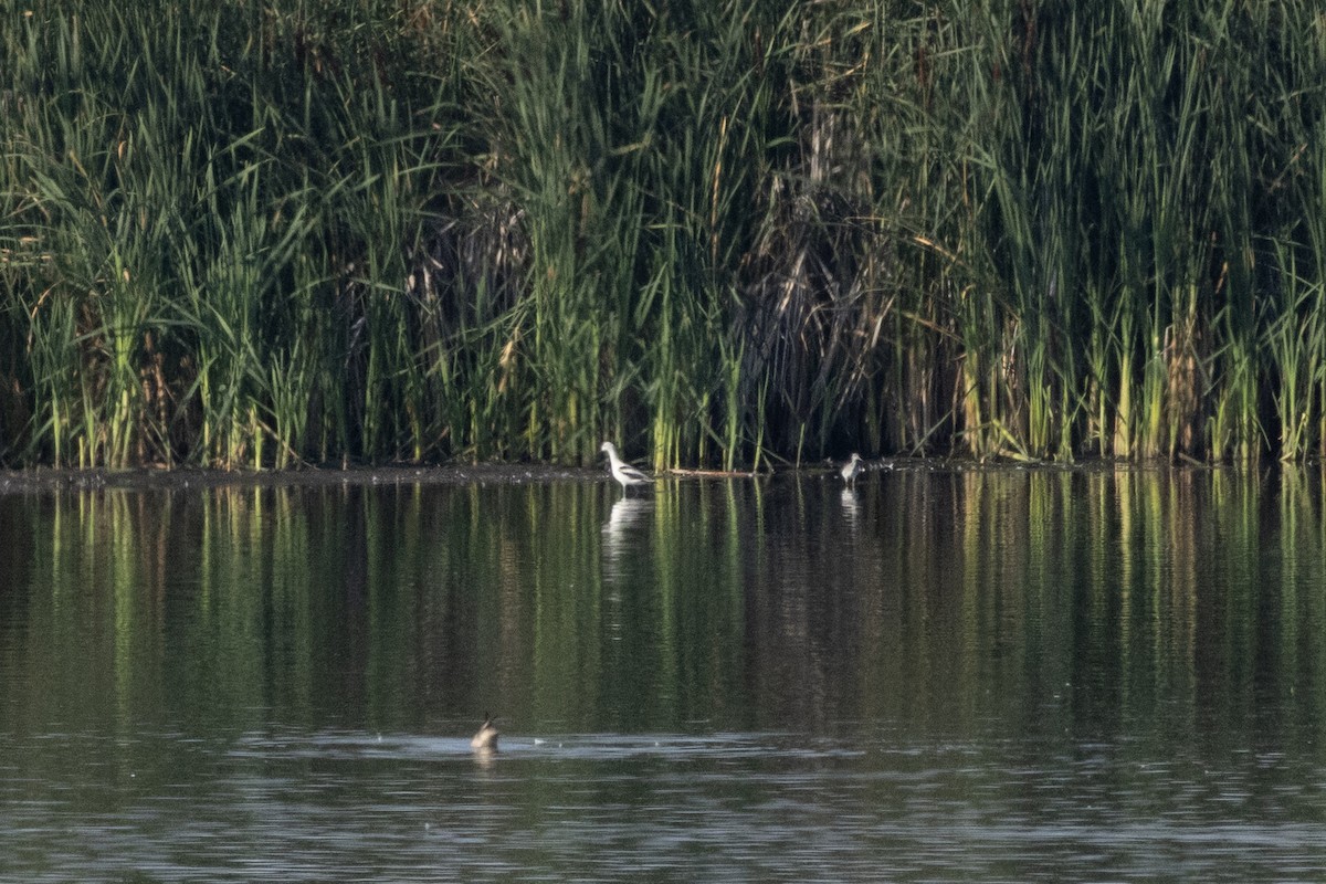 Avocette d'Amérique - ML641189680