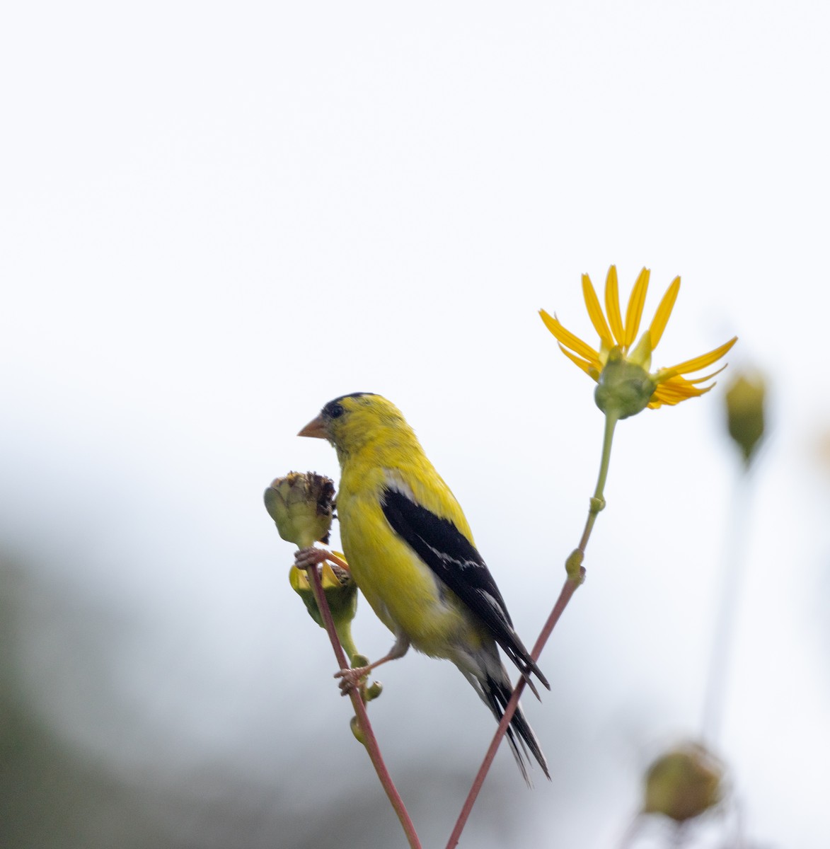 American Goldfinch - ML641189685