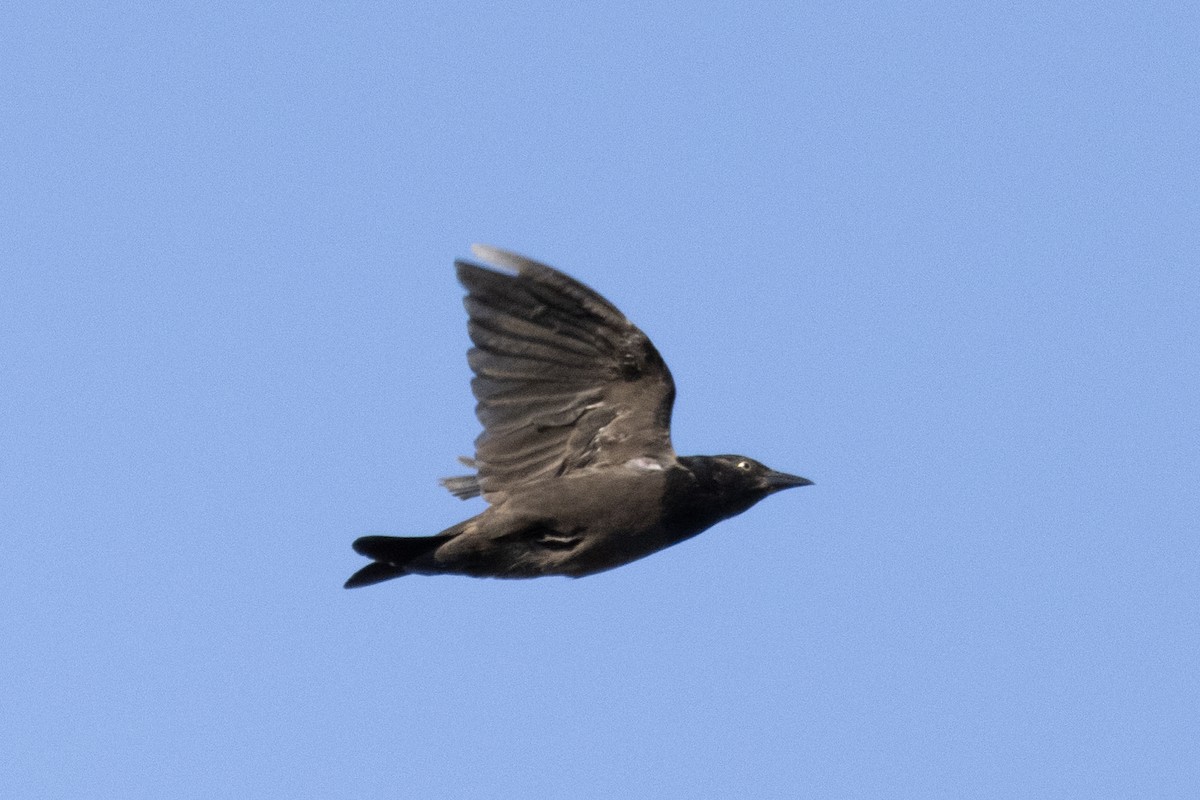 Quiscale bronzé - ML641189694