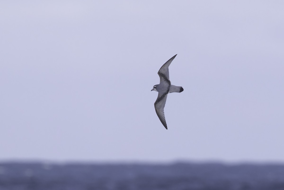 Antarctic Prion - ML641189747