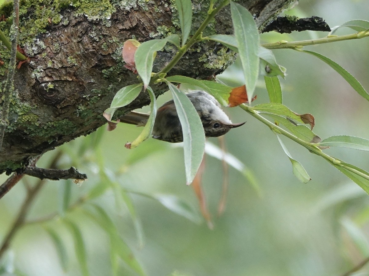 Short-toed Treecreeper - ML641189748
