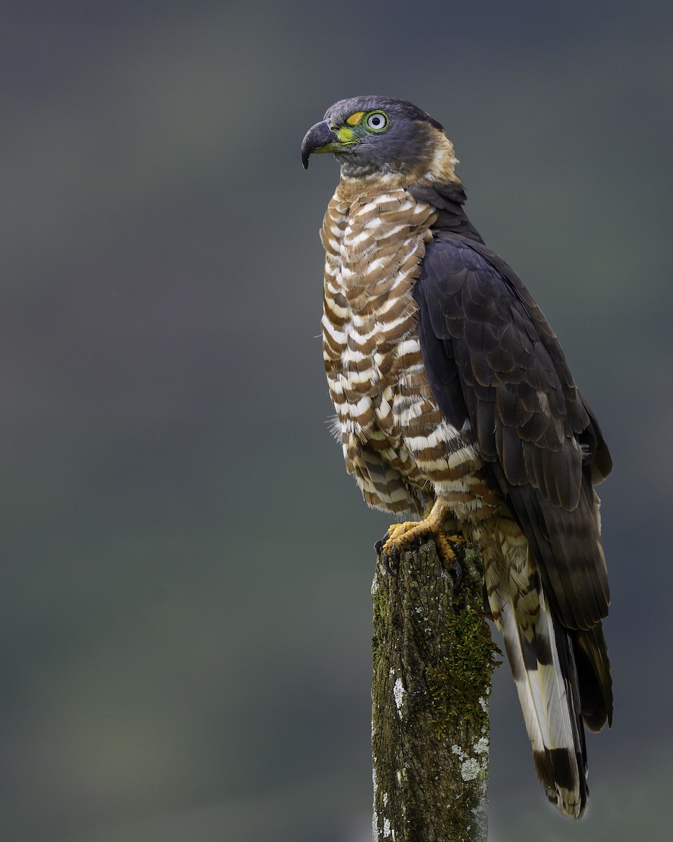 hákozobec neotropický - ML641189861