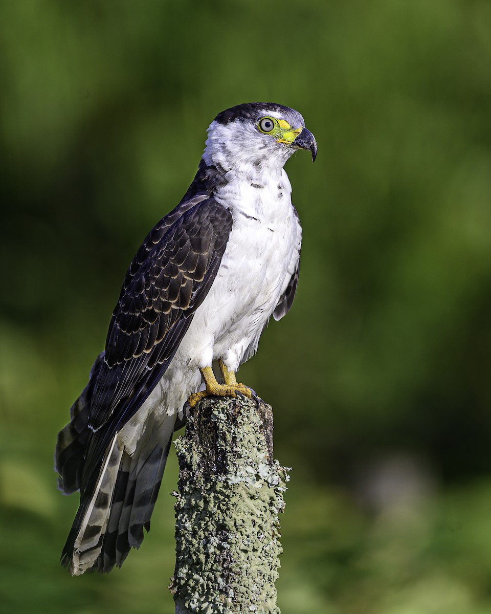 hákozobec neotropický - ML641189862