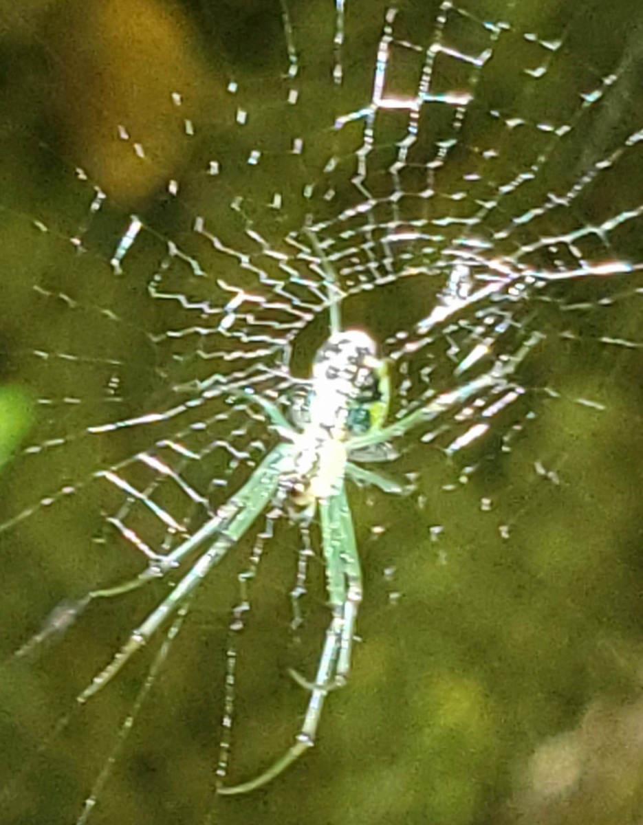 Animals - ML641189885