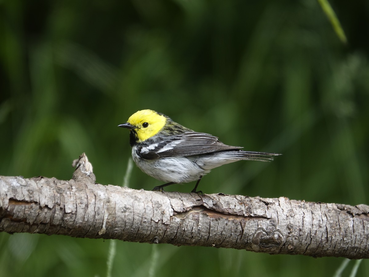 Townsend's x Hermit Warbler (hybrid) - ML641189913